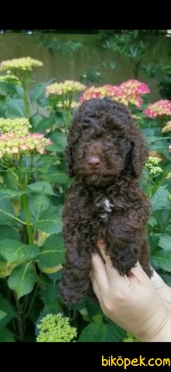 Toy Poodle Yavrularımız  Sağlık Garantili 1