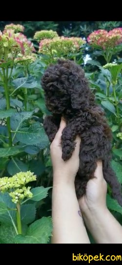 Toy Poodle Yavrularımız  Sağlık Garantili 4