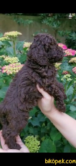 Toy Poodle Yavrularımız  Sağlık Garantili 5