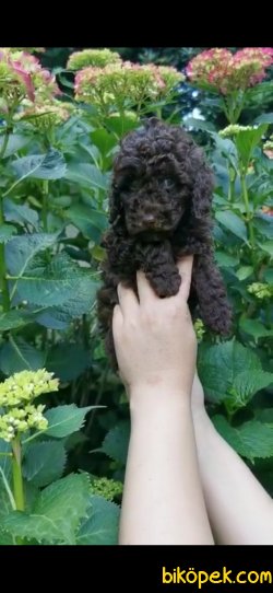 Toy Poodle Yavrularımız  Sağlık Garantili 3