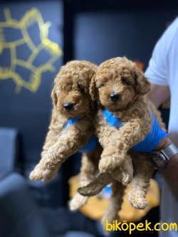 Toy Poodle Yavrularımız  Sağlık Garantili 3