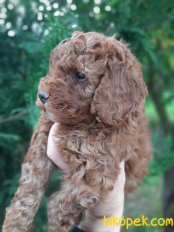 Toy Poodle Yavrularımız  Sağlık Garantili 3