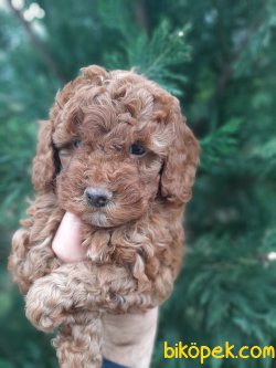 Toy Poodle Yavrularımız  Sağlık Garantili 2