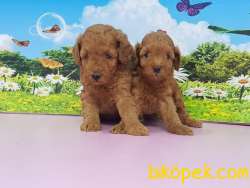 TOY POODLE YAVRULARIMIZ TESLİME HAZIR 1