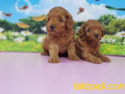 TOY POODLE YAVRULARIMIZ TESLİME HAZIR 4
