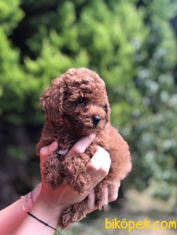 TOY POODLE YAVRULARIMIZ WC EGITIMLI 2