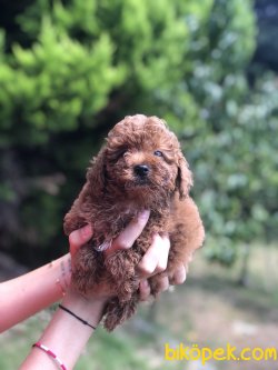 TOY POODLE YAVRULARIMIZ WC EGITIMLI 3