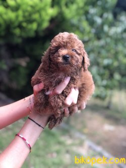 TOY POODLE YAVRULARIMIZ WC EGITIMLI 1