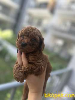 Toy Poodle Yavrularımız Yeni Ailesini Bekliyor :) 2
