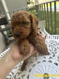 Toy Poodle Yavrularımız Yeni Ailesini Bekliyor :) 3