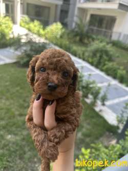 Toy Poodle Yavrularımız Yeni Ailesini Bekliyor :)