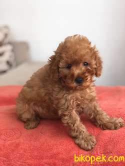 TOY POODLE  YAVRUMUZ 3