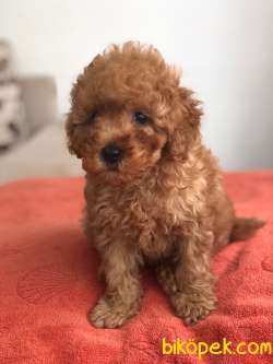 TOY POODLE  YAVRUMUZ 1