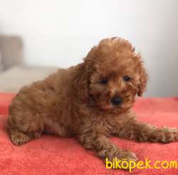 TOY POODLE  YAVRUMUZ 2