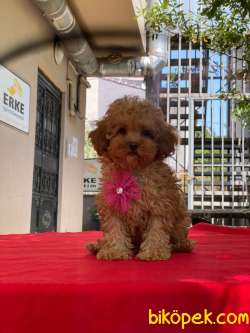 Toy Poodle Yavrumuz ) 3