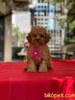 Toy Poodle Yavrumuz ) 2