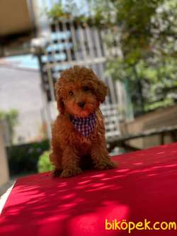 Toy Poodle Yavrumuz ) 4