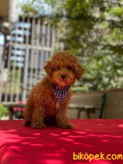 Toy Poodle Yavrumuz ) 5