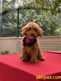 TOY POODLE YAVRUMUZ GELMİŞTİR 3