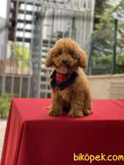 TOY POODLE YAVRUMUZ GELMİŞTİR 1