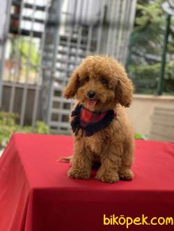 TOY POODLE YAVRUMUZ GELMİŞTİR 2