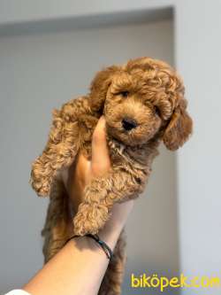 Toy Poodle Yavrumuz Sahiplendirilecektir