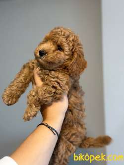 Toy Poodle Yavrumuz Sahiplendirilecektir 2