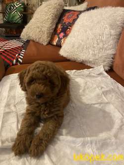 Toy Poodle Yavrumuz Sahiplendirilecektir 3