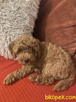 Toy Poodle Yavrumuz Sahiplendirilecektir 4