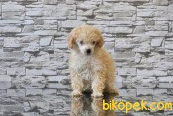 TOY POODLE YAVRUMUZ TESLİME HAZIR 1