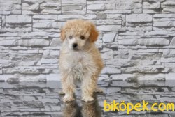 TOY POODLE YAVRUMUZ TESLİME HAZIR 2