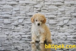 TOY POODLE YAVRUMUZ TESLİME HAZIR 5