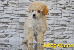 TOY POODLE YAVRUMUZ TESLİME HAZIR 3