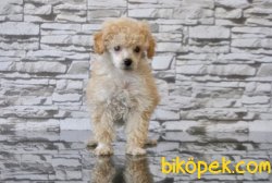 TOY POODLE YAVRUMUZ TESLİME HAZIR 4