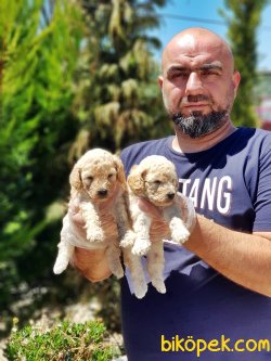 TOY POODLE YAVRUSU 2
