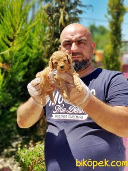TOY POODLE YAVRUSU 5