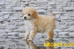 TOY POODLE YAVRUSU 4