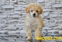TOY POODLE YAVRUSU 3