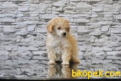TOY POODLE YAVRUSU 1