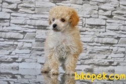 TOY POODLE YAVRUSU 5