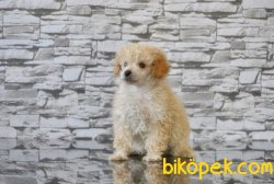 TOY POODLE YAVRUSU 2