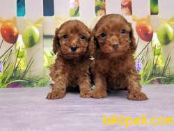 TOY POODLE YAVRUSU 5