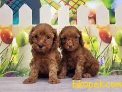 TOY POODLE YAVRUSU 3