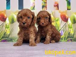 TOY POODLE YAVRUSU 2