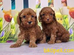 TOY POODLE YAVRUSU