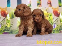 TOY POODLE YAVRUSU 4