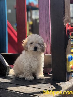 Toy Poodlessss 3