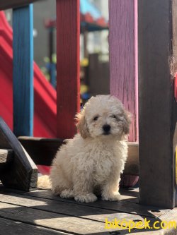 Toy Poodlessss 2