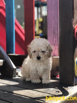 Toy Poodlessss 1
