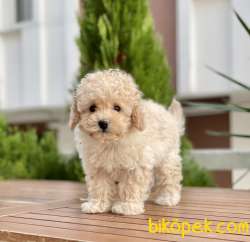 Toy Poodlle Bebekler 3